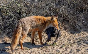 Mutter Fuchs hat gejagt. von Natascha Worseling