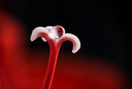 Tropfen auf Amaryllis von Angelika Beuck Miniaturansicht