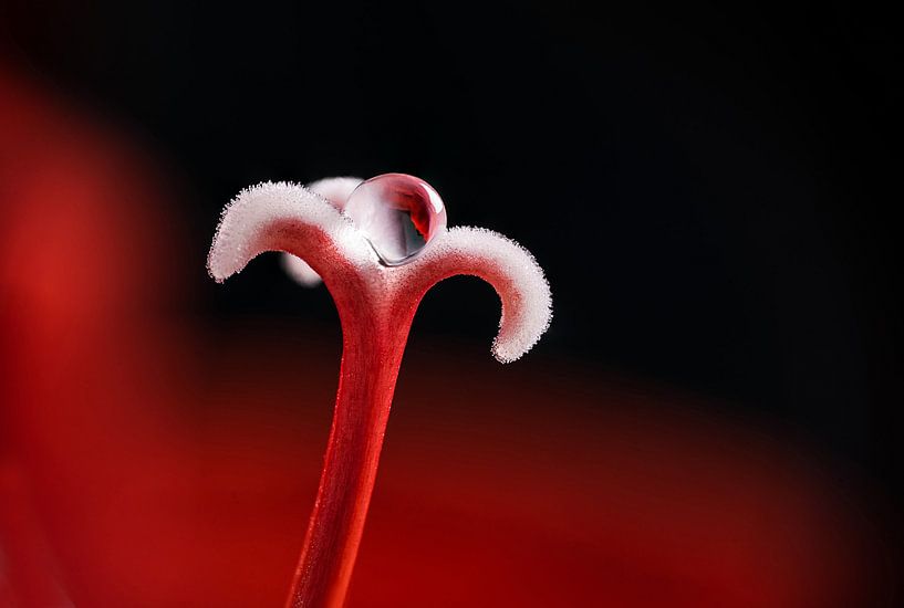 Tropfen auf Amaryllis von Angelika Beuck