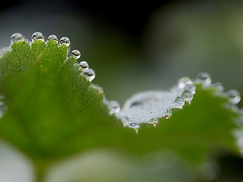 Lady's mantle, Alchemilla mollis with raindrops