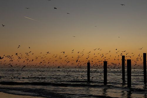 Palm village Petten with seagulls flying up