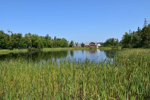De molenvijver in de zomer