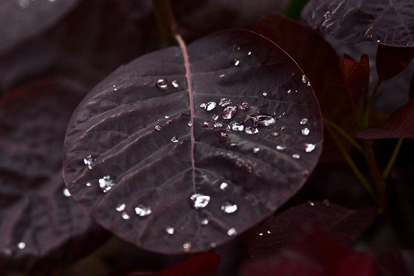  dark red leaves in the rain. beautiful dark red leaves on which the raindrops very nicely  by foto-fantasie foto-fantasie
