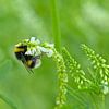 Hummel auf einer weißen Wabenblüte von Kristof Lauwers