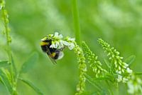 Hommel op een witte honingklave bloem