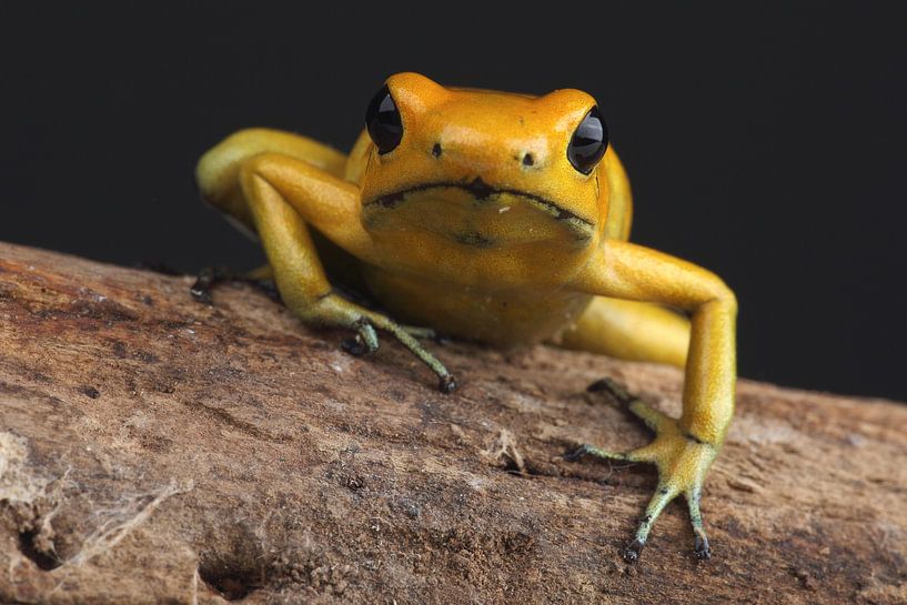 Gelbgold-Giftfrosch (Phyllobates terribilis) von Ronald Pol