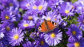 Butterfly on asters by Bo Valentino
