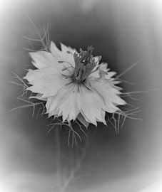 kleines Mädchen in grün Nigelle de Damas von Eveline De Brabandere