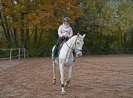 Training with the white horse on a riding arena in autumn