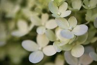 Flower dream in fragrant white