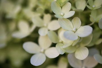 Flower dream in fragrant white by Joachim Küster