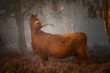 Schotse hooglander | Highland cow van Kaylee Koenis