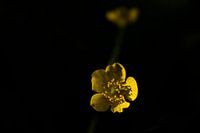 Flower in the dark