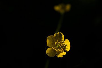 Flower in the dark by Michel Zwart
