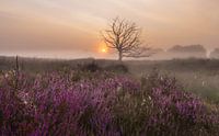 Dead tree during foggy sunrise