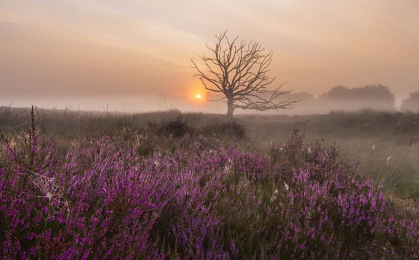 Dead tree during foggy sunrise by Paul Begijn
