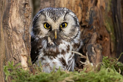 Long-eared owl in the woods
