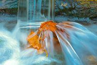 Het bruine blad onder de verfrissende  waterval