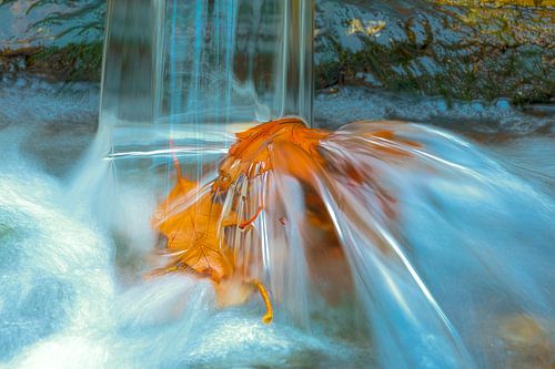 Das braune Blatt unter dem erfrischenden Wasserfall