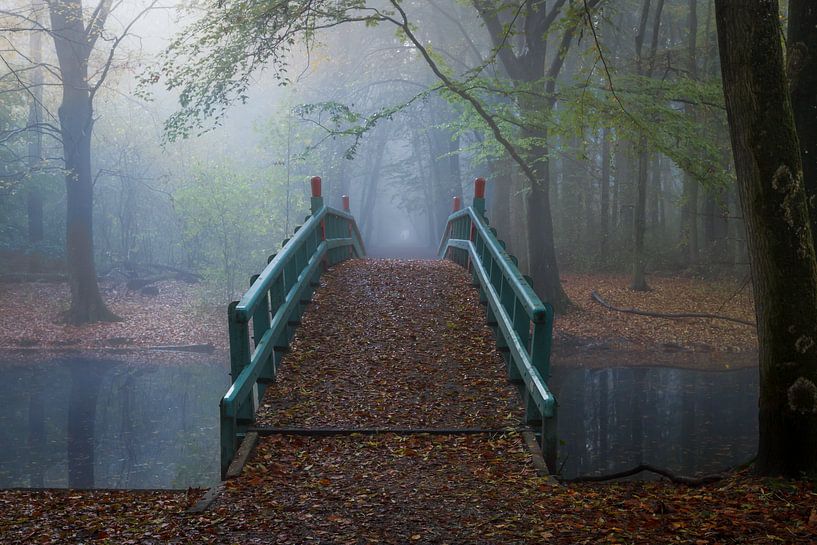Brug in het bos van Thijs Friederich