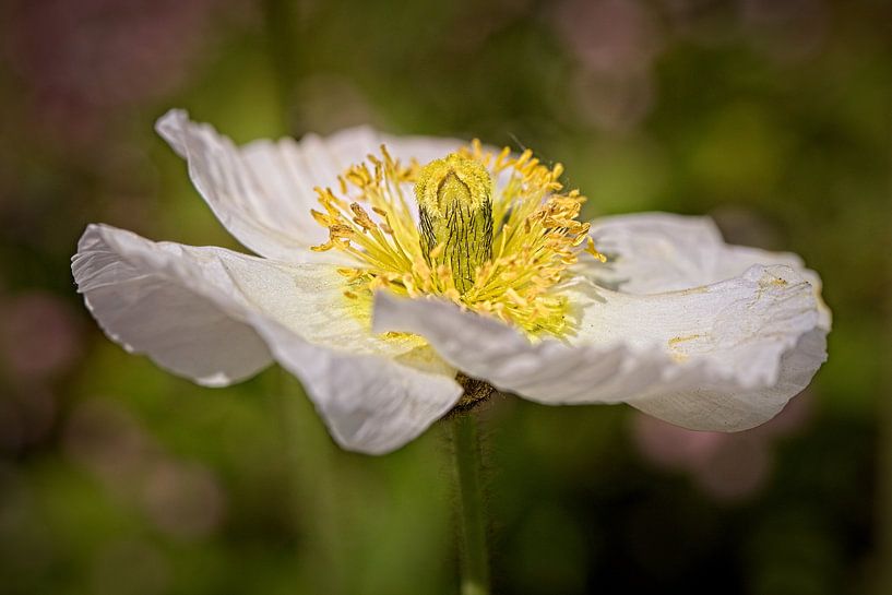 Witte Papaver van Rob Boon