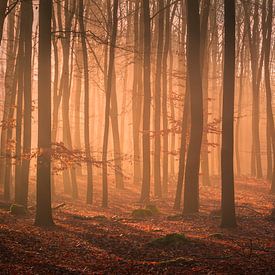Woodland glow van Ate de Vries
