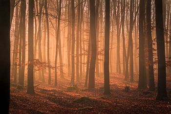 Woodland glow