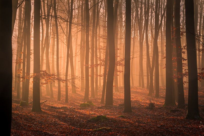 Woodland glow by Ate de Vries
