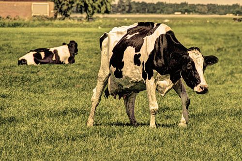 Zwartbont Koeien in de Weiland Oud
