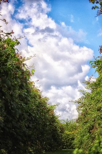 Himmlischer Obstgarten zum Pflücken