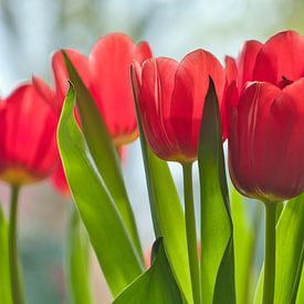 Een bos rode tulpen van Jolanda de Jong-Jansen