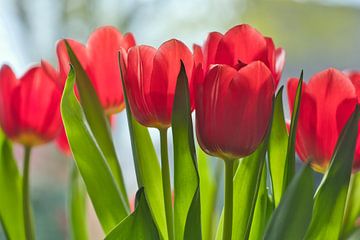Een bos rode tulpen
