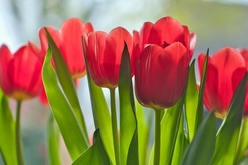 A bunch of red tulips by Jolanda de Jong-Jansen