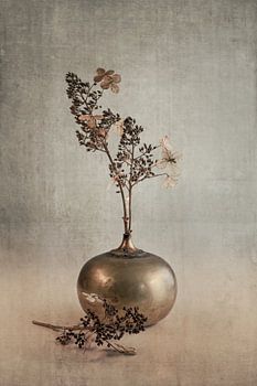 Hydrangea. Soft pride. Grey.