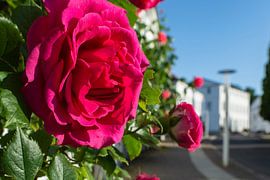 Red high trunk roses at the Circus in Putbus on the island of Rügen by GH Foto & Artdesign