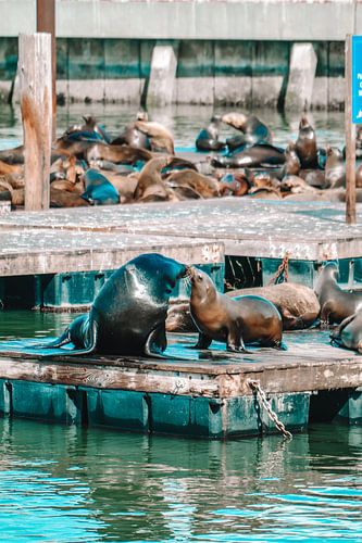 Sealion Kiss Pier 39