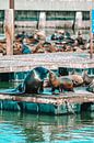 Sealion Kus Pier 39 van Daniel Fehr thumbnail