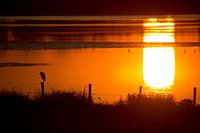 Avondrood Biesbosch