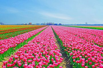 Bloeiende tulpen velden bij Lisse in Zuid Holland Nederland van Eye on You