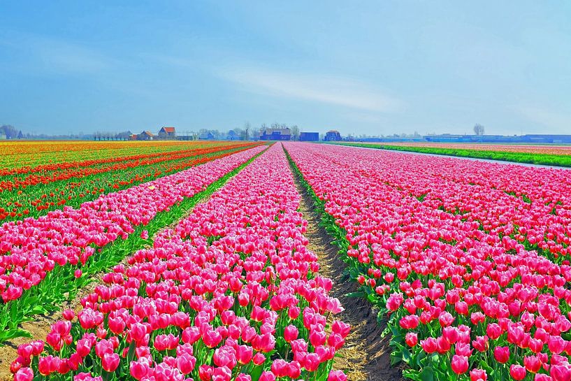 Flowering tulip fields near Lisse in South Holland Netherlands by Eye on You