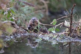 jonge Europese bever Zwabische Alb Baden Wuerttemberg Duitsland