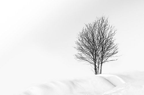 Winter landschap 