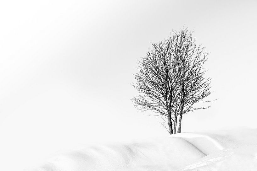 Winter landschap  par Ingrid Van Damme fotografie