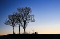 Drie bomen bij zonsopgang. van Ulbe Spaans thumbnail