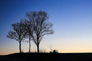 Drie bomen bij zonsopgang. sur Ulbe Spaans