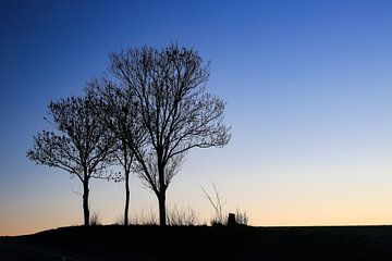 Drie bomen bij zonsopgang.