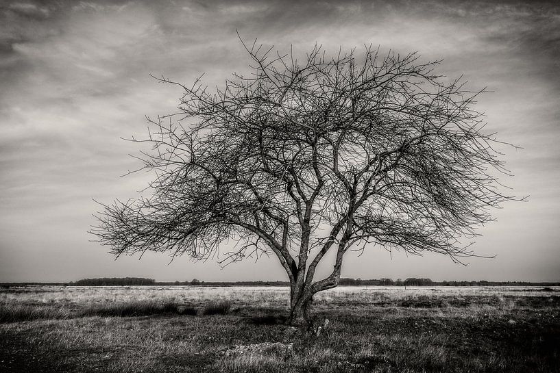 Baum auf dem Moor von nol ploegmakers