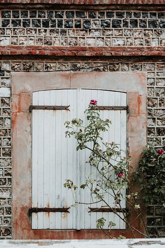Porte-fenêtre avec volets et rosier - Normandie, France (Étretat) sur Trix Leeflang