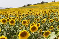 Zonnebloem