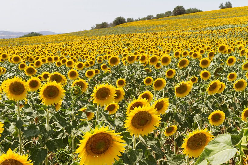 Sonnenblume von Marcel van der Voet